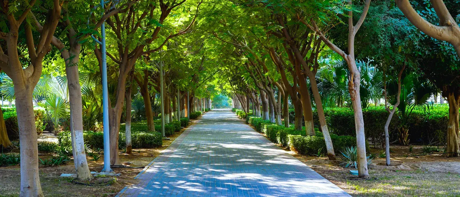 A shaded tree-lined walkway in one of JVC's parks